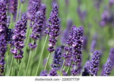 Purple lavender, Lavandula species, flowers in close up with a blurred background of leaves and other flowers. - Shutterstock ID 2200377739