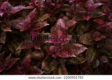 purple leaf background, abstract soft plant leaves for background