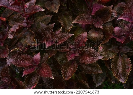 purple leaf background, abstract soft plant leaves for background