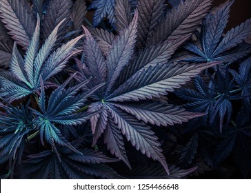 purple leaf marijuana or cannabis plant background, wallpaper or legalize