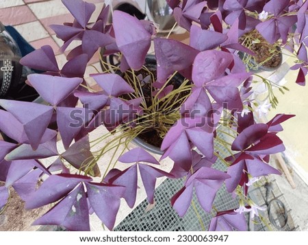 purple leaf shamrockknown as false shamrock, purple shamrock, purple oxalis, Oxalis triangularis. rhizomatous herbaceous ornamental garden or houseplant.