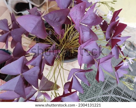 purple leaf shamrockknown as false shamrock, purple shamrock, purple oxalis, Oxalis triangularis. rhizomatous herbaceous ornamental garden or houseplant.