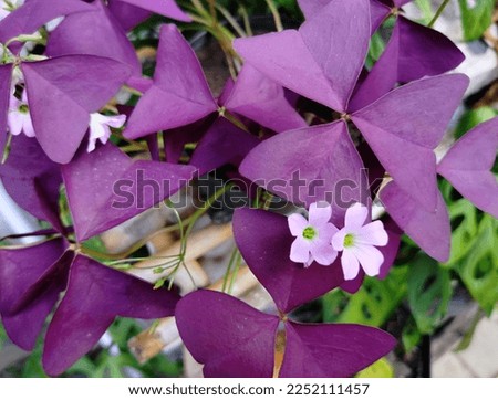 Purple leaf texture oxalis triangularis