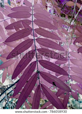 Similar – Image, Stock Photo maple leaves Plant Tree