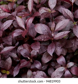 Purple Leaves Background Stock Photo 94819903 | Shutterstock