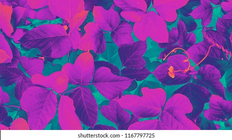 Purple leaves close up, contrasting background