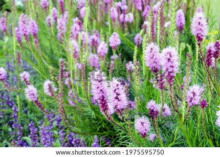 Purple Liatris Spicata flower in full bloom. Background of spring or summer flowers. Liatris spicata also called the dense blazing star or prairie gay feather.