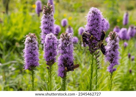 Purple Liatris spicata flower with hornets on it