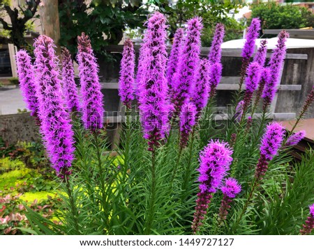 Purple Liatris spicata flowers with green leaves background, close up image.
Summer flowers in Japan.