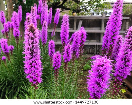 Purple Liatris spicata flowers with green leaves background, close up image.
Summer flowers in Japan.