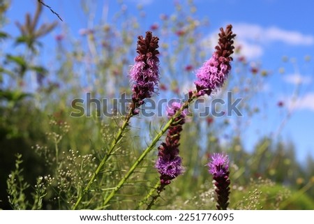 Purple liatris spicata flowers with green leaves, background. Blazing star.
