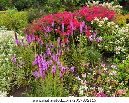 Purple liatris spicata, hydrangea paniculata and garden phlox paniculata flowers.