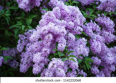 Purple Lilac Background