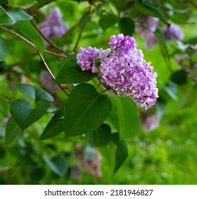 Purple lilac bloom surrounded by green leaves and grass