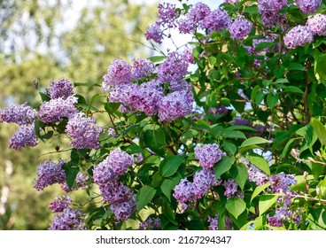 Purple lilac blooming in summertime
