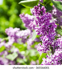 Purple Lilac Bush Blooming