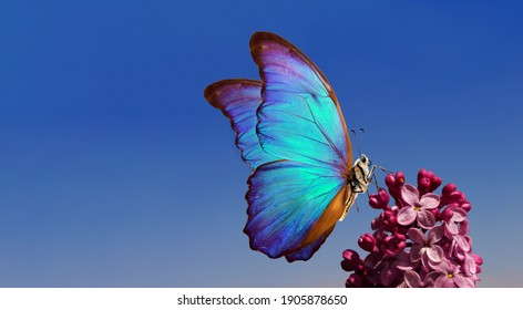 purple lilac and colorful morpho butterfliy against the blue sky. colorful blue butterfly flying over purple lilac flowers. bright spring background. copy space