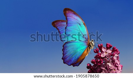 purple lilac and colorful morpho butterfliy against the blue sky. colorful blue butterfly flying over purple lilac flowers. bright spring background. copy space