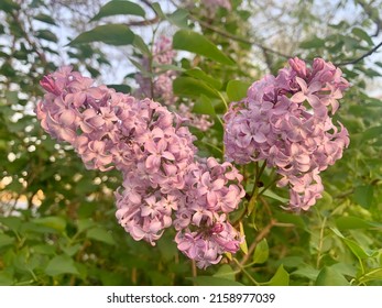 Purple Lilac Flower Bush In Bloom