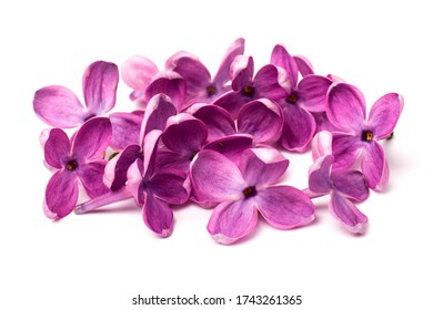 Purple Lilac Flower Closeup Isolated On White Background