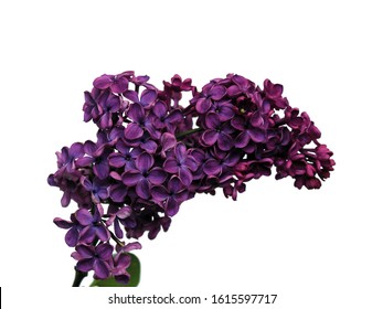 Purple Lilac Flower Isolated White Background