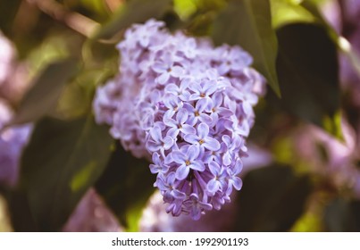 Purple lilac flowers in bloom during spring in Toronto, Ontario, Canada.