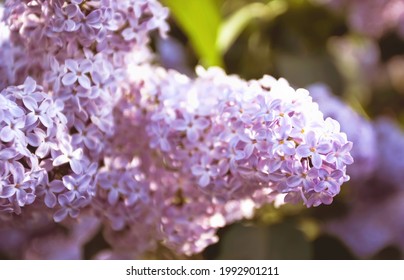 Purple lilac flowers in bloom during spring in Toronto, Ontario, Canada.