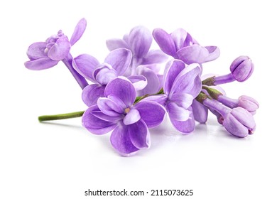 Purple lilac flowers closeup isolated on white background.