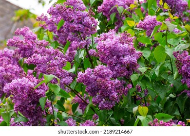 purple lilac shrub blossoms in spring. Beautiful floral nature wallpaper in the green garden - Shutterstock ID 2189214667