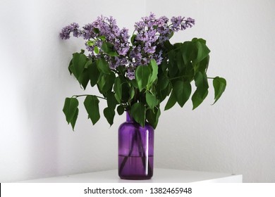 Purple Lilac (Syringa Vulgaris) In A Purple Vase / Tumblr Wallpaper