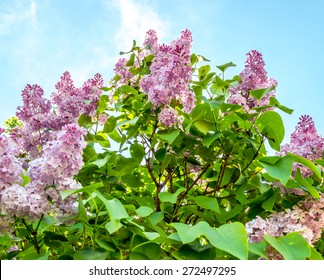 Purple Lilac Tree