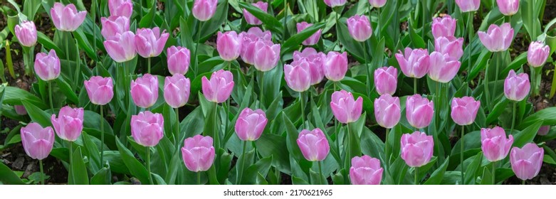 Purple Lilac Tulip Blossom Panoramic Header Banner, Spring Season Tulip Holland