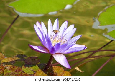 Purple Lily Flower With Honey Bee Hovering Overhead