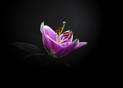 Purple Lily Flower Isolated On Black Background With Clipping Path