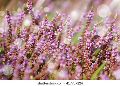 Purple little flowers in green grass background