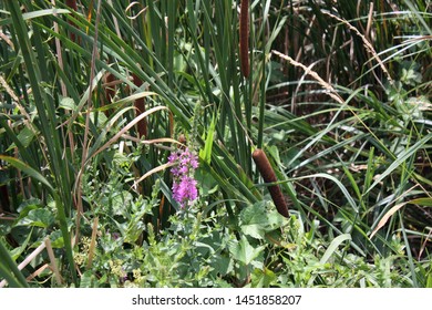 Purple Loosestrife And Cattails At The Russell W. Peterson Wildlife Refuge In Wilmington, Delaware