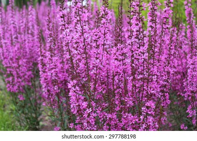 The Purple Loosestrife Flower