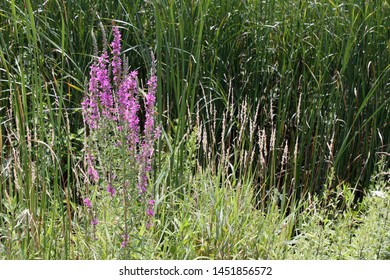 Purple Loosestrife Flower In The Russell W. Peterson Wildlife Refuge In Wilmington, Delaware