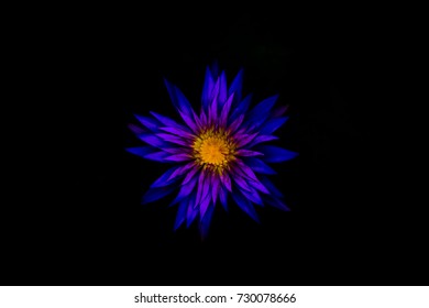 Purple Lotus Black Background Stock Photo 730078666 | Shutterstock