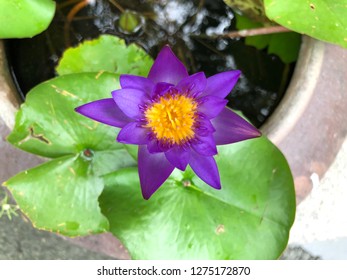 Fleur De Lotus Bleue Stock Photos Images Photography