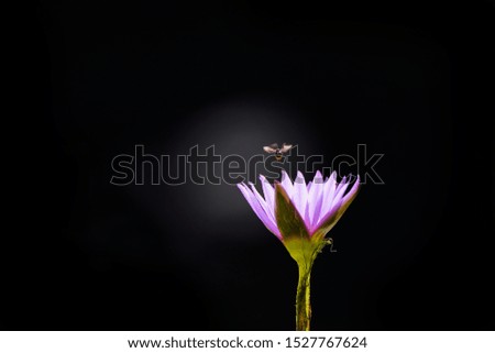 Similar – Image, Stock Photo Into The Sun. Daisy Meadow