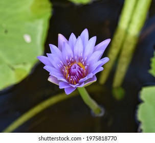 A Purple Lotus Flower Captured In The St. Vincent Botanical Gardens, The Oldest Botanical Garden In The Western Hemisphere.