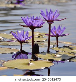 A purple lotus flower in full bloom on a sunny day is a captivating sight that embodies natural beauty and tranquility. The delicate petals, ranging from deep violet to lighter shades of lavender, - Powered by Shutterstock