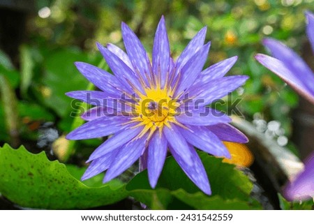 purple lotus flower on green lotus leaf background