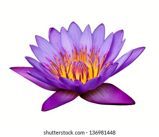 Purple Lotus Flower On White Background Stock Photo 136981448 