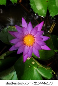 Purple Lotus, Indian Street Photography