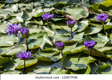 Lilypons Water Garden Images Stock Photos Vectors Shutterstock