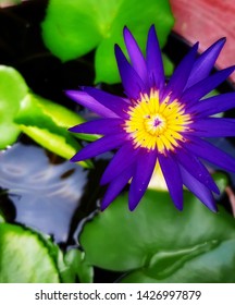 Purple lotus in the water bath
