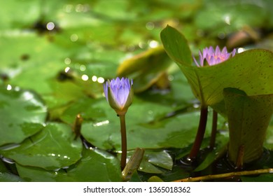 Purple Lotuses In A Dark Pond. Alappuzha District,  Kerala, India. 