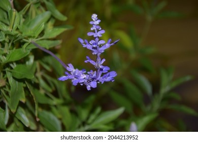 Purple lovely flower at night - Shutterstock ID 2044213952